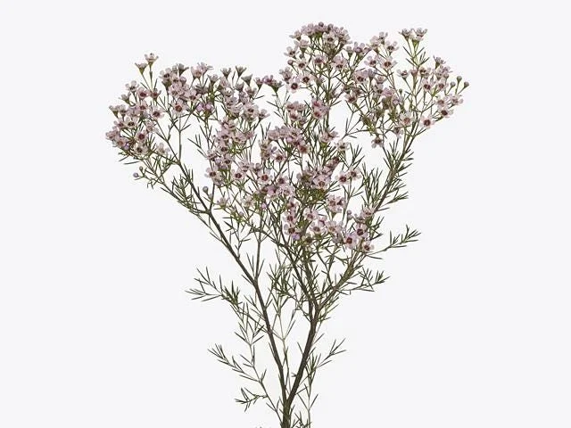 Waxflower 'Jupiter Solar' Live Plant - Chamelaucium uncinatum - 1 Foot Tall - Image 1
