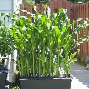 Waxy Sticky Corn Seeds - White Glutinous Glutinous Corn Seeds - 1/2 Lb Pack - Image 3