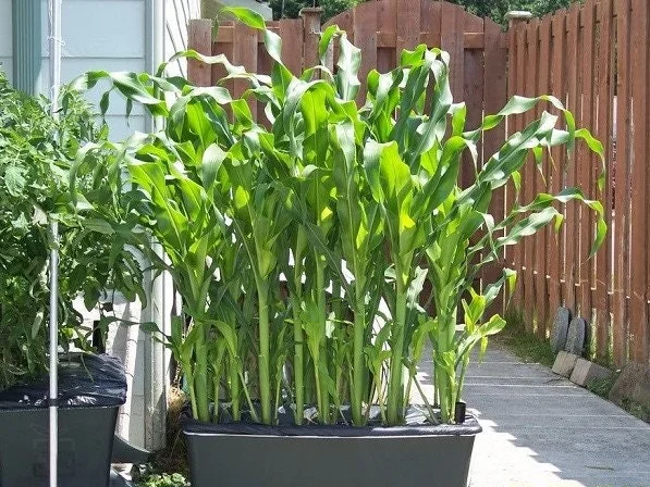 Waxy Sticky Corn Seeds - White Glutinous Glutinous Corn Seeds - 1/2 Lb Pack - Image 3