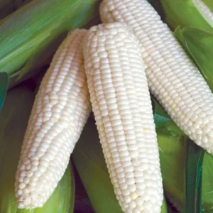 Waxy Sticky Corn Seeds - White Glutinous Glutinous Corn Seeds - 1/2 Lb Pack - Image 1