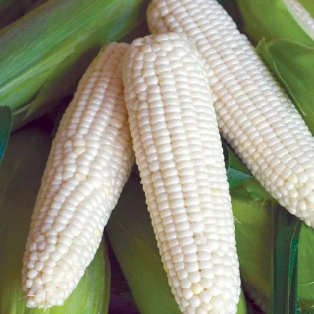 Waxy Sticky Corn Seeds - White Glutinous Glutinous Corn Seeds - 1/2 Lb Pack - Image 1