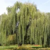 Weeping Willow Bareroot Tree - Live Plant Duo - 12-18 inch Tall - Fast Growing Outdoor Shade Tree - Image 1