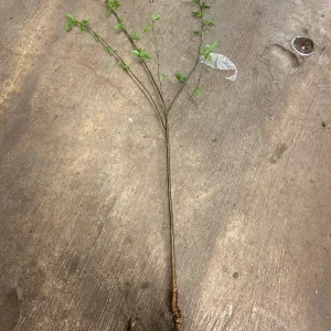 Weeping Willow Bareroot Tree - Live Plant Duo - 12-18 inch Tall - Fast Growing Outdoor Shade Tree - Image 2