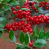 Weeping Yaupon Holly Live Plant - Ilex vomitoria 'Pendula' - 4-10" Tall Evergreen Tree - Image 1