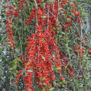 Weeping Yaupon Holly Live Plant - Ilex vomitoria 'Pendula' - 4-10" Tall Evergreen Tree - Image 2