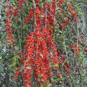 Weeping Yaupon Holly Live Plant - Ilex vomitoria 'Pendula' - 4-10