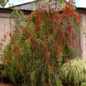 Weeping Yaupon Holly Live Plant - Ilex vomitoria 'Pendula' - 4-10