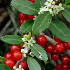 Weeping Yaupon Holly Live Plant - Ilex vomitoria 'Pendula' - 4-10