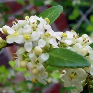 Weeping Yaupon Holly Live Plant - Ilex vomitoria 'Pendula' - 4-10