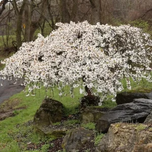 Weeping Yoshino Cherry Live Plant – 2.5 Inch Pot – Cascading Pink Blooms - Image 1