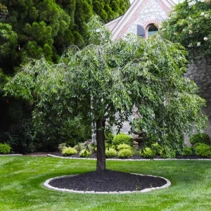 Weeping Yoshino Cherry Live Plant – 2.5 Inch Pot – Cascading Pink Blooms - Image 2