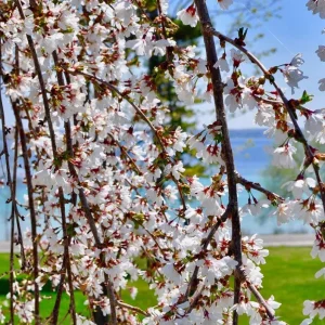 Weeping Yoshino Cherry Live Plant – 2.5 Inch Pot – Cascading Pink Blooms - Image 6