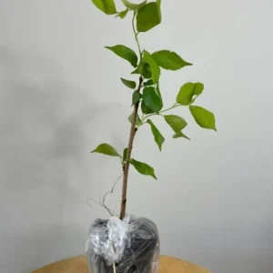 Weeping Yoshino Cherry Live Plant – 2.5 Inch Pot – Cascading Pink Blooms - Image 7