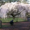 Weeping Yoshino Cherry Tree - Live Plant 24-36 In Tall - Prunus x yedoensis 'Shidare Yoshino' Outdoor - Image 1