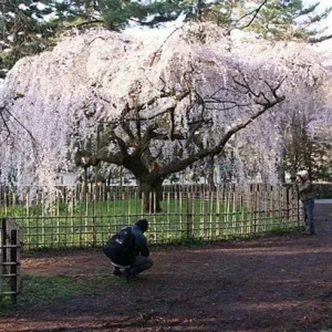 Weeping Yoshino Cherry Tree - Live Plant 24-36 In Tall - Prunus x yedoensis 'Shidare Yoshino' Outdoor - Image 2