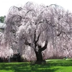 Weeping Yoshino Cherry Tree Live Plant - 2.5 inch Pot - Fragrant White Flowers - Outdoor - Image 1