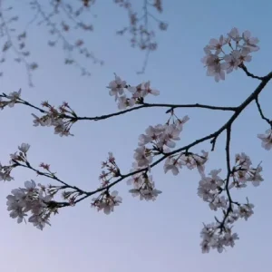 Weeping Yoshino Cherry Tree Live Plant – 2.5" Pot, 6-12" Tall, Pale Pink Blooms - Image 2