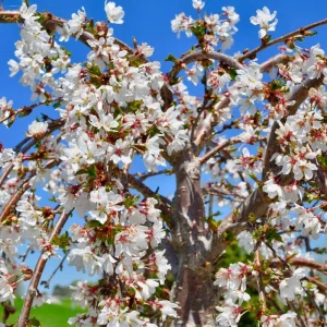 Weeping Yoshino Cherry Tree Live Plant – 2.5