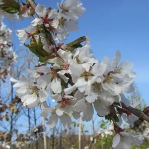 Weeping Yoshino Cherry Tree Live Plant – 2.5