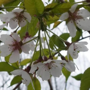 Weeping Yoshino Cherry Tree Live Plant – 2.5