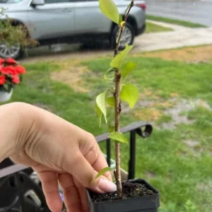 Weeping Yoshino Cherry Tree Live Plant – 2.5