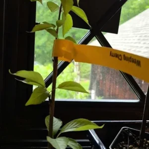 Weeping Yoshino Cherry Tree Live Plant – 2.5