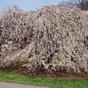 Weeping Yoshino Cherry Tree Live Plant – 2.5