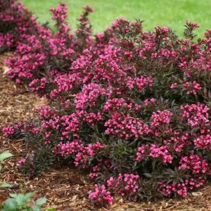 Weigela Live Shrub – Reblooming Rosy Pink, Purple Foliage – 6-12