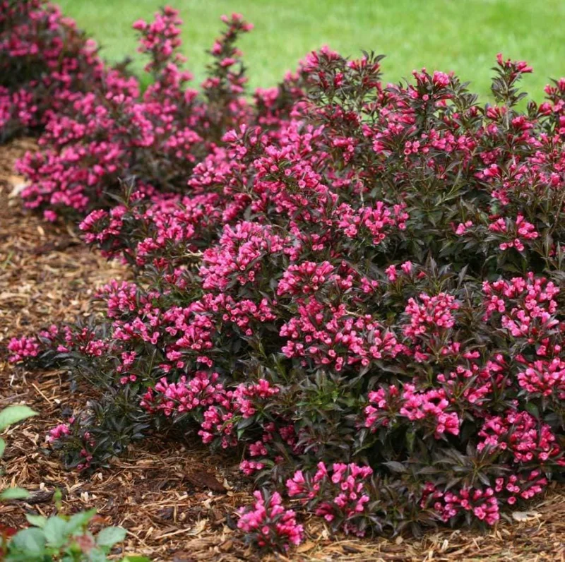 Weigela Live Shrub – Reblooming Rosy Pink, Purple Foliage – 6-12" Tall Quart Pot – Outdoor - Image 10