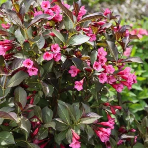 Weigela Live Shrub – Reblooming Rosy Pink, Purple Foliage – 6-12" Tall Quart Pot – Outdoor - Image 2
