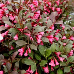Weigela Live Shrub – Reblooming Rosy Pink, Purple Foliage – 6-12
