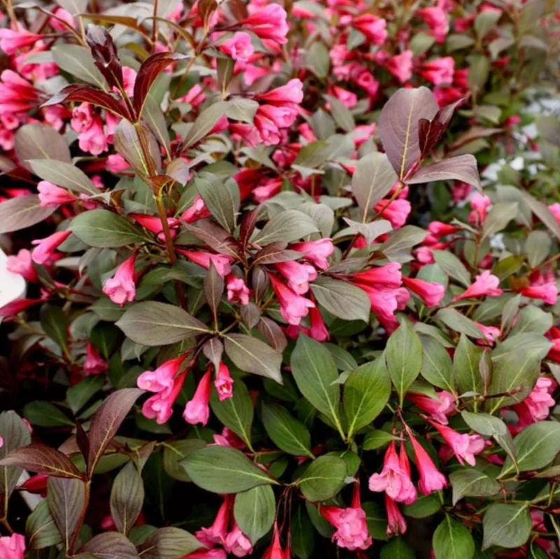 Weigela Live Shrub – Reblooming Rosy Pink, Purple Foliage – 6-12" Tall Quart Pot – Outdoor - Image 3