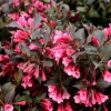 Weigela Live Shrub – Reblooming Rosy Pink, Purple Foliage – 6-12" Tall Quart Pot – Outdoor - Image 1