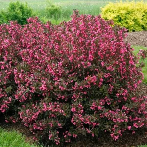 Weigela Live Shrub – Reblooming Rosy Pink, Purple Foliage – 6-12