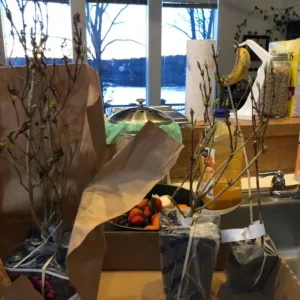 Weigela Live Shrub – Reblooming Rosy Pink, Purple Foliage – 6-12