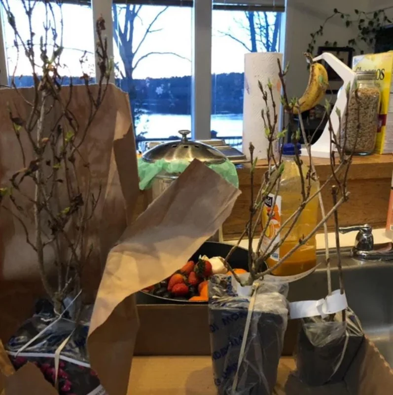 Weigela Live Shrub – Reblooming Rosy Pink, Purple Foliage – 6-12" Tall Quart Pot – Outdoor - Image 6