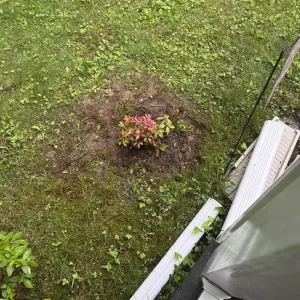 Weigela Live Shrub – Reblooming Rosy Pink, Purple Foliage – 6-12