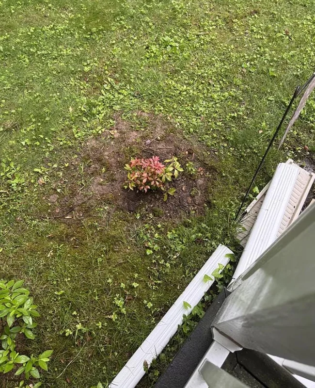 Weigela Live Shrub – Reblooming Rosy Pink, Purple Foliage – 6-12" Tall Quart Pot – Outdoor - Image 7