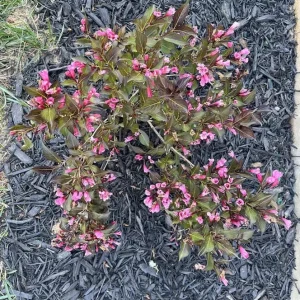 Weigela Live Shrub – Reblooming Rosy Pink, Purple Foliage – 6-12