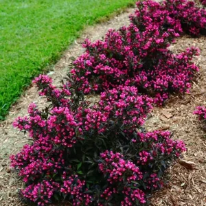 Weigela Live Shrub – Reblooming Rosy Pink, Purple Foliage – 6-12