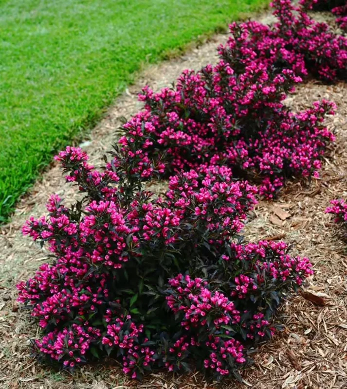 Weigela Live Shrub – Reblooming Rosy Pink, Purple Foliage – 6-12" Tall Quart Pot – Outdoor - Image 9