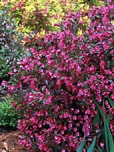 Weigela Wine & Roses Live Plant – Dark Foliage, Pink Flowers – 4 inch Pot - Image 2