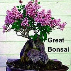 Weigela Wine & Roses Live Plant – Dark Foliage, Pink Flowers – 4 inch Pot - Image 4