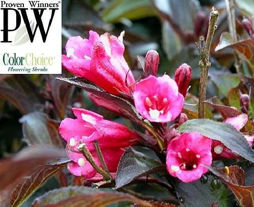 Weigela Wine & Roses Live Plant – Dark Foliage, Pink Flowers – 4 inch Pot - Image 1