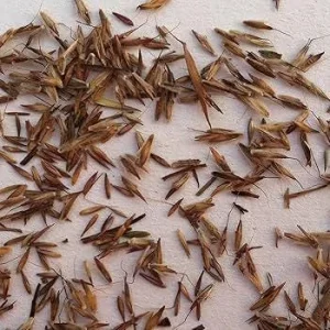 West Indian Lemongrass Seeds - Non-GMO Culinary Herb for Garden & Repellent - Image 3