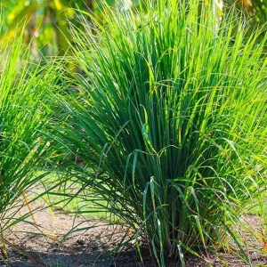 West Indian Lemongrass Seeds - Non-GMO Culinary Herb for Garden & Repellent - Image 1