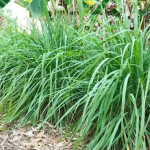 West Indian Lemongrass Seeds - Non-GMO Culinary Herb for Garden & Repellent - Image 4