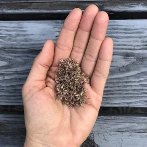 West Indian Lemongrass Seeds - Non-GMO Culinary Herb for Garden & Repellent - Image 5