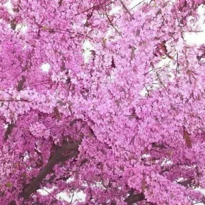 Western Redbud Tree Seeds - Cercis Occidentalis Cold Hardy Flowering Shrub (25 Seeds) - Image 2