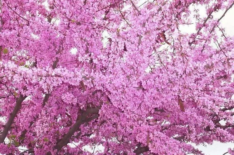 Western Redbud Tree Seeds - Cercis Occidentalis Cold Hardy Flowering Shrub (25 Seeds) - Image 2